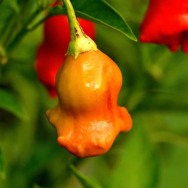 Bishops Crown Pepper Seeds - The Pepper Pantry (Formerly Marie Sharp's)